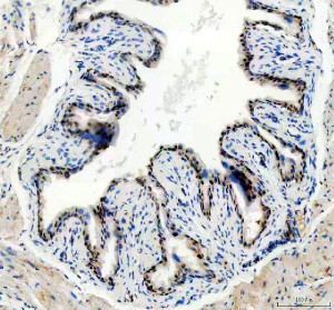 NEK7 Antibody Mouse Bladder IHC. Immunohistochemistry staining of FFPE mouse bladder tissue with NEK7 Antibody at 2 ug/ml. HIER was performed using pH 8 EDTA buffer, followed by blocking with 10% goat serum. The tissue section was incubated with rabbit anti-NEK7 antibody overnight at 4Â°C, followed by HRP-conjugated goat anti-rabbit IgG secondary antibody and DAB chromogen detection. NEK7 Antibody / Inflammasome Activation Protein Antibody demonstrates staining consistent with NIMA Related Kinase 7 expression and supports studies of NLRP3 inflammasome activation, innate immune signaling and inflammatory pathway regulation.