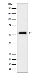 PEPD Antibody WB. Western blot analysis of PEPD expression in HepG2 cell lysate using PEPD antibody. Predicted molecular weight ~55 kDa.