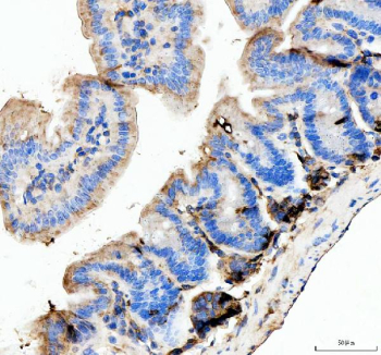 IHC analysis of Lysozyme using anti-Lysozyme antibody. Lysozyme was detected in a paraffin-embedded section of mouse colon tissue. Heat mediated antigen retrieval was performed in EDTA buffer (pH 8.0, epitope retrieval solution). The tissue section was blocked with 10% goat serum. The tissue section was then incubated with 2 ug/ml rabbit anti-Lysozyme antibody overnight at 4oC. Peroxidase Conjugated Goat Anti-rabbit IgG was used as secondary antibody and incubated for 30 minutes at 37oC. The tissue section was developed using an HRP secondary and DAB substrate.