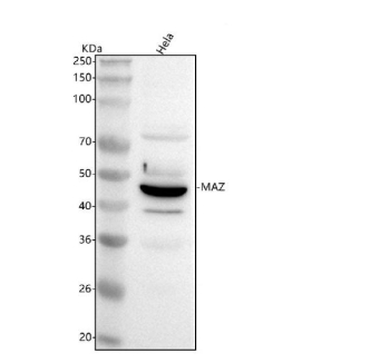 Western blot analysis of MAZ using anti-MAZ antibody. Lane 1: human Hela whole cell lysates. After electrophoresis, proteins were transferred to a nitrocellulose membrane at 150 mA for 50-90 minutes. Blocked the membrane with 5% non-fat milk/TBS for 1.5 hour at RT. The membrane was incubated with rabbit anti-MAZ antibody at 0.5 ug/ml overnight at 4oC, then washed with TBS-0.1%Tween 3 times with 5 minutes each and probed with a goat anti-rabbit IgG-HRP secondary antibody at a dilution of 1:5000 for 1.5 hour at RT. The signal was developed using enhanced chemiluminescent. The expected band size for MAZ is 46-51 kDa (three isoforms).