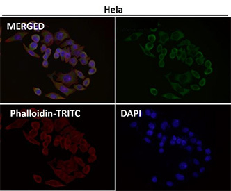 Immunofluorescent analysis using the EIF3A antibody (green) at 1:500 dilution.