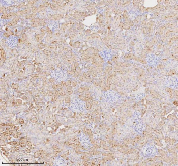 IHC analysis of MIOX using anti-MIOX antibody. MIOX was detected in a paraffin-embedded section of rat kidney tissue. Heat mediated antigen retrieval was performed in EDTA buffer (pH 8.0, epitope retrieval solution). The tissue section was blocked with 10% goat serum. The tissue section was then incubated with 2 ug/ml rabbit anti-MIOX antibody overnight at 4oC. Peroxidase Conjugated Goat Anti-rabbit IgG was used as secondary antibody and incubated for 30 minutes at 37oC. The tissue section was developed using an HRP secondary and DAB substrate.
