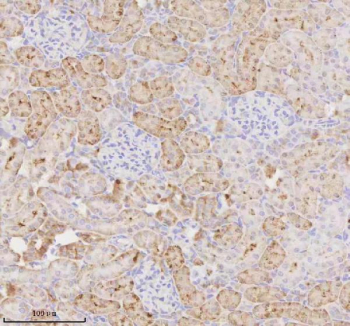 IHC analysis of MIOX using anti-MIOX antibody. MIOX was detected in a paraffin-embedded section of rat kidney tissue. Heat mediated antigen retrieval was performed in EDTA buffer (pH 8.0, epitope retrieval solution). The tissue section was blocked with 10% goat serum. The tissue section was then incubated with 2 ug/ml rabbit anti-MIOX antibody overnight at 4oC. Peroxidase Conjugated Goat Anti-rabbit IgG was used as secondary antibody and incubated for 30 minutes at 37oC. The tissue section was developed using an HRP secondary and DAB substrate.