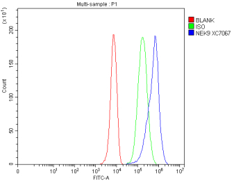 Flow Cytometry analysis of HepG2 cells using anti-NEK9 antibody. Overlay histogram showing HepG2 cells stained with (Blue line). To facilitate intracellular staining, cells were fixed with 4% paraformaldehyde and permeabilized with permeabilization buffer. The cells were blocked with 10% normal goat serum. And then incubated with rabbit anti-NEK9 antibody (1 ug/million cells) for 30 min at 20oC. DyLight 488 conjugated goat anti-rabbit IgG (5-10 ug/million cells) was used as secondary antibody for 30 minutes at 20oC. Isotype control antibody (Green line) was rabbit IgG (1 ug/million cells) used under the same conditions. Unlabelled sample without incubation with primary antibody and secondary antibody (Red line) was used as a blank control.