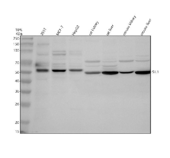 Western blot analysis of SIL1 using anti-SIL1 antibody. Electrophoresis was performed on a 10% SDS-PAGE gel at 80V (Stacking gel) / 120V (Resolving gel) for 2 hours. Lane 1: human 293T whole cell lysates, Lane 2: human MCF-7 whole cell lysates, Lane 3: human HepG2 whole cell lysates, Lane 4: rat kidney tissue lysates, Lane 5: rat liver tissue lysates, Lane 6: mouse kidney tissue lysates, Lane 7: mouse liver tissue lysates. After electrophoresis, proteins were transferred to a nitrocellulose membrane at 150 mA for 50-90 minutes. Blocked the membrane with 5% non-fat milk/TBS for 1.5 hour at RT. The membrane was incubated with rabbit anti-SIL1 antibody at 0.5 ug/ml overnight at 4oC, then washed with TBS-0.1%Tween 3 times with 5 minutes each and probed with a goat anti-rabbit IgG-HRP secondary antibody at a dilution of 1:5000 for 1.5 hour at RT. The signal was developed using an ECL Plus Western Blotting Substrate. The expected band size for SIL1 is ~54 kDa in human samples and ~52 kDa in rodent samples. The glycosylated form of the protein is observed at 70-75 kDa in human samples and 68-72 kDa in rodent samples.