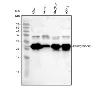 Western blot analysis of HSPC150/UBE2T using anti-UBE2T antibody. Electrophoresis was performed on a 10% SDS-PAGE gel at 80V (Stacking gel) / 120V (Resolving gel) for 2 hours. Lane 1: human Hela whole cell lysates, Lane 2: human Skov3 whole cell lysates, Lane 3: human MCF-7 whole cell lysates, Lane 4: human K562 whole cell lysates. After electrophoresis, proteins were transferred to a nitrocellulose membrane at 150 mA for 50-90 minutes. Blocked the membrane with 5% non-fat milk/TBS for 1.5 hour at RT. The membrane was incubated with rabbit anti-UBE2T antibody at 1:1000 overnight at 4oC, then washed with TBS-0.1%Tween 3 times with 5 minutes each and probed with a goat anti-rabbit IgG-HRP secondary antibody at a dilution of 1:5000 for 1.5 hour at RT. The signal was developed using an ECL Plus Western Blotting Substrate. A specific band was detected for UBE2T at approximately 23 kDa. The expected band size for UBE2T is at 23 kDa with a possible ~30 kDa doublet corresponding to mono- and di-ubiquitinated UBE2T.