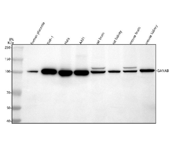 Western blot analysis of GANAB using anti-GANAB antibody. Lane 1: human placenta tissue lysates, Lane 2: human THP-1 whole cell lysates, Lane 3: human Hela whole cell lysates, Lane 4: human whole cell lysates, Lane 5: rat brain tissue lysates, Lane 6: rat kidney tissue lysates, Lane 7: mouse brain tissue lysates, Lane 8: mouse kidney tissue lysates. After electrophoresis, proteins were transferred to a nitrocellulose membrane at 150 mA for 50-90 minutes. Blocked the membrane with 5% non-fat milk/TBS for 1.5 hour at RT. The membrane was incubated with rabbit anti-GANAB antibody at 0.25 ug/ml overnight at 4oC, then washed with TBS-0.1%Tween 3 times with 5 minutes each and probed with a goat anti-rabbit IgG-HRP secondary antibody at a dilution of 1:5000 for 1.5 hour at RT. The signal was developed using enhanced chemiluminescent. The expected band size for GANAB is at 107 kDa.
