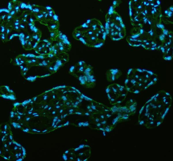 Immunofluorescent staining of GANAB using anti-GANAB antibody (green). GANAB was detected in a paraffin-embedded section of human placenta tissue. Heat mediated antigen retrieval was performed in EDTA buffer (pH 8.0, epitope retrieval solution). The tissue section was blocked with 10% goat serum. The tissue section was then incubated with 5 ug/ml rabbit anti-GANAB antibody overnight at 4oC. DyLight 488 Conjugated Goat Anti-Rabbit IgG was used as secondary antibody at 1:500 dilution and incubated for 30 minutes at 37oC. The section was counterstained with DAPI (blue). Visualize using a fluorescence microscope and filter sets appropriate for the label used.