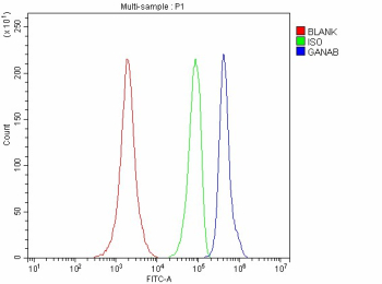 Flow Cytometry analysis of SH-SY5Y cells using anti-GANAB antibody. Overlay histogram showing SH-SY5Y cells stained with (Blue line). To facilitate intracellular staining, cells were fixed with 4% paraformaldehyde and permeabilized with permeabilization buffer. The cells were blocked with 10% normal goat serum. And then incubated with rabbit anti-GANAB antibody (1 ug/million cells) for 30 min at 20oC. DyLight 488 conjugated goat anti-rabbit IgG (5-10 ug/million cells) was used as secondary antibody for 30 minutes at 20oC. Isotype control antibody (Green line) was rabbit IgG (1 ug/million cells) used under the same conditions. Unlabelled sample without incubation with primary antibody and secondary antibody (Red line) was used as a blank control.