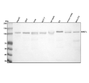 Western blot analysis of MASTL using anti-MASTL antibody. Lane 1: human HepG2 whole cell lysates, Lane 2: human 293T whole cell lysates, Lane 3: human Hela whole cell lysates, Lane 4: human MCF-7 whole cell lysates, Lane 5: rat testis tissue lysates, Lane 6: rat C6 whole cell lysates, Lane 7: mouse testis tissue lysates, Lane 8: mouse NIH/3T3 whole cell lysates. After electrophoresis, proteins were transferred to a nitrocellulose membrane at 150 mA for 50-90 minutes. Blocked the membrane with 5% non-fat milk/TBS for 1.5 hour at RT. The membrane was incubated with rabbit anti-MASTL antibody at 0.5 ug/ml overnight at 4oC, then washed with TBS-0.1%Tween 3 times with 5 minutes each and probed with a goat anti-rabbit IgG-HRP secondary antibody at a dilution of 1:5000 for 1.5 hour at RT. The signal was developed using enhanced chemiluminescent. The expected band size for MASTL is at 96 kDa but it is commonly observed at 105-115 kDa due to phosphorylation.