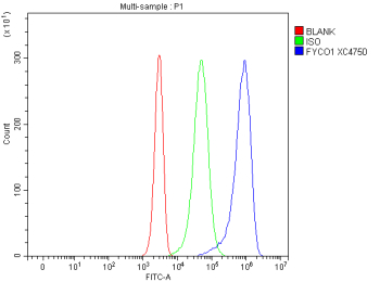 Flow Cytometry analysis of Jurkat cells using anti-FYCO1 antibody. Overlay histogram showing Jurkat cells stained with (Blue line). To facilitate intracellular staining, cells were fixed with 4% paraformaldehyde and permeabilized with permeabilization buffer. The cells were blocked with 10% normal goat serum. And then incubated with rabbit anti-FYCO1 antibody (1 ug/million cells) for 30 min at 20oC. DyLight 488 conjugated goat anti-rabbit IgG (5-10 ug/million cells) was used as secondary antibody for 30 minutes at 20oC. Isotype control antibody (Green line) was rabbit IgG (1 ug/million cells) used under the same conditions. Unlabelled sample without incubation with primary antibody and secondary antibody (Red line) was used as a blank control.