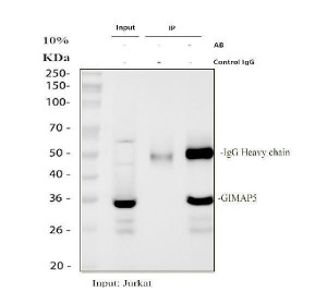 GIMAP5 Antibody Jurkat Cell IP. Immunoprecipitation of GIMAP5 from Jurkat whole cell lysate using GIMAP5 Antibody, followed by Western blot analysis with the same antibody. Lane 1: Jurkat input lysate (30 ug); Lane 2: rabbit control IgG immunoprecipitation; Lane 3: GIMAP5 immunoprecipitation using 2 ug of GIMAP5 Antibody from 500 ug of Jurkat lysate. A specific band is detected at approximately 35 kDa in the input and GIMAP5 immunoprecipitation samples, while no corresponding band is observed in the control IgG lane, confirming specific enrichment of GIMAP5. These results support the use of GIMAP5 Antibody / GTPase IMAP Family Member 5 for immunoprecipitation, protein interaction studies and immune signaling research.