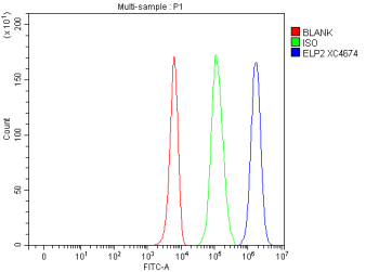 Flow Cytometry analysis of K562 cells using anti-ELP2 antibody. Overlay histogram showing K562 cells stained with (Blue line). To facilitate intracellular staining, cells were fixed with 4% paraformaldehyde and permeabilized with permeabilization buffer. The cells were blocked with 10% normal goat serum. And then incubated with rabbit anti-ELP2 antibody (1 ug/million cells) for 30 min at 20oC. DyLight 488 conjugated goat anti-rabbit IgG (5-10 ug/million cells) was used as secondary antibody for 30 minutes at 20oC. Isotype control antibody (Green line) was rabbit IgG (1 ug/million cells) used under the same conditions. Unlabelled sample without incubation with primary antibody and secondary antibody (Red line) was used as a blank control.