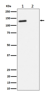 Western blot analysis of Phospho-RBL2 (T986) expression in (1) Jurkat cell lysate; (2) Jurkat cell treated with phosphatase lysate, using Phospho-RBL2 (pThr986) antibody.