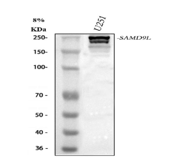 Western blot analysis of SAMD9L using anti-SAMD9L antibody. Lane 1: human U251 whole cell lysates. After electrophoresis, proteins were transferred to a nitrocellulose membrane at 150 mA for 50-90 minutes. Blocked the membrane with 5% non-fat milk/TBS for 1.5 hour at RT. The membrane was incubated with rabbit anti-SAMD9L antibody at 0.5 ug/ml overnight at 4oC, then washed with TBS-0.1%Tween 3 times with 5 minutes each and probed with a goat anti-rabbit IgG-HRP secondary antibody at a dilution of 1:5000 for 1.5 hour at RT. The signal was developed using enhanced chemiluminescent. The expected band size for SAMD9L is at 185 kDa but the protein is often observed as a slightly larger doublet due to various states of phosphorylation.