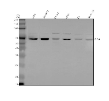 Western blot analysis of PLD5 using anti-PLD5 antibody. Lane 1: human U20S whole cell lysates, Lane 2: human SH-SY5Y whole cell lysates, Lane 3: human Caco-2 whole cell lysates, Lane 4: human whole cell lysates, Lane 5: rat C6 whole cell lysates, Lane 6: mouse Neoro-2a whole cell lysates. After electrophoresis, proteins were transferred to a nitrocellulose membrane at 150 mA for 50-90 minutes. Blocked the membrane with 5% non-fat milk/TBS for 1.5 hour at RT. The membrane was incubated with rabbit anti-PLD5 antibody at 0.5 ug/ml overnight at 4oC, then washed with TBS-0.1%Tween 3 times with 5 minutes each and probed with a goat anti-rabbit IgG-HRP secondary antibody at a dilution of 1:5000 for 1.5 hour at RT. The signal was developed using enhanced chemiluminescent. The expected band size for PLD5 is at 61/51/38/54 kDa (multiple isoforms) but can be observed at up to ~70 kDa due to glycosylation.