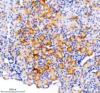 IHC analysis of SEC63 using anti-SEC63 antibody. SEC63 was detected in a paraffin-embedded section of mouse kidney tissue. Heat mediated antigen retrieval was performed in EDTA buffer (pH 8.0, epitope retrieval solution). The tissue section was blocked with 10% goat serum. The tissue section was then incubated with 2 ug/ml rabbit anti-SEC63 antibody overnight at 4oC. Peroxidase Conjugated Goat Anti-rabbit IgG was used as secondary antibody and incubated for 30 minutes at 37oC. The tissue section was developed using an HRP secondary and DAB substrate.