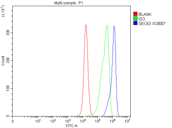 Flow Cytometry analysis of PC-3 cells using anti-SEC63 antibody. Overlay histogram showing PC-3 cells stained with (Blue line). To facilitate intracellular staining, cells were fixed with 4% paraformaldehyde and permeabilized with permeabilization buffer. The cells were blocked with 10% normal goat serum. And then incubated with rabbit anti-SEC63 antibody (1 ug/million cells) for 30 min at 20oC. DyLight 488 conjugated goat anti-rabbit IgG (5-10 ug/million cells) was used as secondary antibody for 30 minutes at 20oC. Isotype control antibody (Green line) was rabbit IgG (1 ug/million cells) used under the same conditions. Unlabelled sample without incubation with primary antibody and secondary antibody (Red line) was used as a blank control.