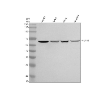 Western blot analysis of NUP85 using anti-NUP85 antibody. Electrophoresis was performed on a 10% SDS-PAGE gel at 80V (Stacking gel) / 120V (Resolving gel) for 2 hours. Lane 1: human HepG2 whole cell lysates, Lane 2: human Jurkat whole cell lysates, Lane 3: rat RH35 whole cell lysates, Lane 4: mouse NIH/3T3 whole cell lysates. After electrophoresis, proteins were transferred to a nitrocellulose membrane at 150 mA for 50-90 minutes. Blocked the membrane with 5% non-fat milk/TBS for 1.5 hour at RT. The membrane was incubated with rabbit anti-NUP85 antibody at 0.5 ug/ml overnight at 4oC, then washed with TBS-0.1%Tween 3 times with 5 minutes each and probed with a goat anti-rabbit IgG-HRP secondary antibody at a dilution of 1:5000 for 1.5 hour at RT. The signal was developed using an ECL Plus Western Blotting Substrate. The expected band size for NUP85 is at 75 kDa but it is commonly observed at 60-65 kDa (with possible doublet) due to post-translational proteolytic processing, protein complex formation, and anomalous SDSâPAGE migration due to its composition and structure.
