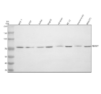 Western blot analysis of FBXW7 using anti-FBXW7 antibody. Electrophoresis was performed on a 8% SDS-PAGE gel at 80V (Stacking gel) / 120V (Resolving gel) for 2 hours. Lane 1: human MCF-7 whole cell lysates, Lane 2: human 293T whole cell lysates, Lane 3: human Jurkat whole cell lysates, Lane 4: human HepG2 whole cell lysates, Lane 5: rat brain tissue lysates, Lane 6: rat PC-12 whole cell lysates, Lane 7: mouse brain tissue lysates, Lane 8: mouse Nih/3T3 whole cell lysates. After electrophoresis, proteins were transferred to a nitrocellulose membrane at 150 mA for 50-90 minutes. Blocked the membrane with 5% non-fat milk/TBS for 1.5 hour at RT. The membrane was incubated with rabbit anti-FBXW7 antibody at 0.5 ug/ml overnight at 4oC, then washed with TBS-0.1%Tween 3 times with 5 minutes each and probed with a goat anti-rabbit IgG-HRP secondary antibody at a dilution of 1:5000 for 1.5 hour at RT. The signal was developed using an ECL Plus Western Blotting Substrate. A specific band was detected for FBXW7 at approximately 75 kDa. The expected band size for FBXW7 is at 75 kDa.