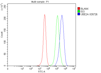 Flow Cytometry analysis of HeLa cells using anti-UBE2A/UBE2B antibody. Overlay histogram showing HeLa cells stained with (Blue line). To facilitate intracellular staining, cells were fixed with 4% paraformaldehyde and permeabilized with permeabilization buffer. The cells were blocked with 10% normal goat serum. And then incubated with rabbit anti-UBE2A/UBE2B antibody (1 ug/million cells) for 30 min at 20oC. DyLight 488 conjugated goat anti-rabbit IgG (5-10 ug/million cells) was used as secondary antibody for 30 minutes at 20oC. Isotype control antibody (Green line) was rabbit IgG (1 ug/million cells) used under the same conditions. Unlabelled sample without incubation with primary antibody and secondary antibody (Red line) was used as a blank control.