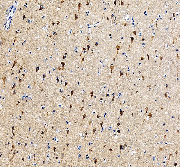 LUZP1 Antibody Human Cerebral Cortex IHC. Immunohistochemical staining of FFPE human cerebral cortex tissue with LUZP1 antibody at 2 ug/ml. Heat-induced epitope retrieval (HIER) was performed by boiling tissue sections in pH 8 EDTA buffer prior to staining. LUZP1 immunoreactivity is observed predominantly within the cytoplasm of cortical neurons and extending into neuronal processes, consistent with the expected localization of this cytoskeletal organization protein involved in actin filament regulation, primary cilium formation, and cellular architecture. Cell nuclei are counterstained with hematoxylin (blue).