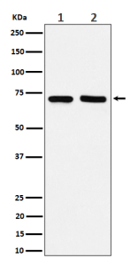 Western blot analysis of PREPL expression in (1) MCF7 cell lysate; (2) Raw264.7 cell lysate.