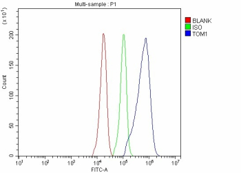 Flow Cytometry analysis of Hela cells using anti-TOM1 antibody. Overlay histogram showing Hela cells stained with (Blue line). The cells were fixed with 4% paraformaldehyde and blocked with 10% normal goat serum. And then incubated with rabbit anti-TOM1 antibody (1 ug/million cells) for 30 min at 20oC. DyLight 488 conjugated goat anti-rabbit IgG (5-10 ug/million cells) was used as secondary antibody for 30 minutes at 20oC. Isotype control antibody (Green line) was rabbit IgG (1 ug/million cells) used under the same conditions. Unlabelled sample without incubation with primary antibody and secondary antibody (Red line) was used as a blank control.