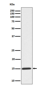Phospho-Histone H3 (pSer10) Antibody / HIST1H3A Mitotic Chromatin Marker Antibody for WB. Western blot analysis of Phospho-Histone H3 (S10) expression in colcemid-treated human HeLa cell lysate using Phospho-Histone H3 (pSer10) Antibody / HIST1H3A Mitotic Chromatin Marker Antibody. A strong band is detected at the predicted molecular weight of approximately 15 kDa, consistent with Histone H3 and increased Ser10 phosphorylation in mitotically arrested cells.