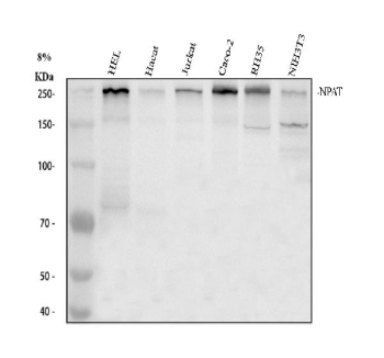 Western blot analysis of NPAT using anti-NPAT antibody. Electrophoresis was performed on a 8% SDS-PAGE gel at 80V (Stacking gel) / 120V (Resolving gel) for 2 hours. Lane 1: human HEL whole cell lysates, Lane 2: human Hacat whole cell lysates, Lane 3: human Jurkat whole cell lysates, Lane 4: human Caco-2 whole cell lysates, Lane 5: rat RH35 whole cell lysates, Lane 6: mouse NIH/3T3 whole cell lysates. After electrophoresis, proteins were transferred to a nitrocellulose membrane at 150 mA for 50-90 minutes. Blocked the membrane with 5% non-fat milk/TBS for 1.5 hour at RT. The membrane was incubated with rabbit anti-NPAT antibody at 0.5 ug/ml overnight at 4oC, then washed with TBS-0.1%Tween 3 times with 5 minutes each and probed with a goat anti-rabbit IgG-HRP secondary antibody at a dilution of 1:5000 for 1.5 hour at RT. The signal was developed using an ECL Plus Western Blotting Substrate. A specific band was detected for NPAT at approximately 230-250 kDa. The predicted band size for NPAT is at ~154 kDa, but due to extensive phosphorylation, the protein migrates more slowly in SDS-PAGE and is commonly observed at 230-260 kDa.