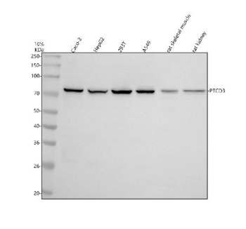 Western blot analysis of PTCD3 using anti-PTCD3 antibody. Electrophoresis was performed on a 10% SDS-PAGE gel at 80V (Stacking gel) / 120V (Resolving gel) for 2 hours. Lane 1: human Caco-2 whole cell lysates, Lane 2: human HepG2 whole cell lysates, Lane 3: human 293T whole cell lysates, Lane 4: human whole cell lysates, Lane 5: rat skeletal muscle tissue lysates, Lane 6: rat kidney tissue lysates. After electrophoresis, proteins were transferred to a nitrocellulose membrane at 150 mA for 50-90 minutes. Blocked the membrane with 5% non-fat milk/TBS for 1.5 hour at RT. The membrane was incubated with rabbit anti-PTCD3 antibody at 0.5 ug/ml overnight at 4oC, then washed with TBS-0.1%Tween 3 times with 5 minutes each and probed with a goat anti-rabbit IgG-HRP secondary antibody at a dilution of 1:5000 for 1.5 hour at RT. The signal was developed using an ECL Plus Western Blotting Substrate. A specific band was detected for PTCD3 at approximately 79 kDa. The expected band size for PTCD3 is at 79 kDa.