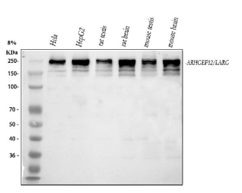 Western blot analysis of ARHGEF12 using anti-ARHGEF12 antibody. Lane 1: human Hela whole cell lysates, Lane 2: human HepG2 whole cell lysates, Lane 3: rat testis tissue lysates, Lane 4: rat brain tissue lysates, Lane 5: mouse testis tissue lysates, Lane 6: mouse brain tissue lysates. After electrophoresis, proteins were transferred to a nitrocellulose membrane at 150 mA for 50-90 minutes. Blocked the membrane with 5% non-fat milk/TBS for 1.5 hour at RT. The membrane was incubated with rabbit anti-ARHGEF12 antibody at 0.5 ug/ml overnight at 4oC, then washed with TBS-0.1%Tween 3 times with 5 minutes each and probed with a goat anti-rabbit IgG-HRP secondary antibody at a dilution of 1:5000 for 1.5 hour at RT. The signal was developed using enhanced chemiluminescent. The expected band size for ARHGEF12 is at 173 kDa but is commonly observed at 220-260 kDa due to extensive post-translational modification (especially phosphorylation) and anomalous SDSâPAGE migration due to its large, highly coiled-coilârich, multidomain structure.