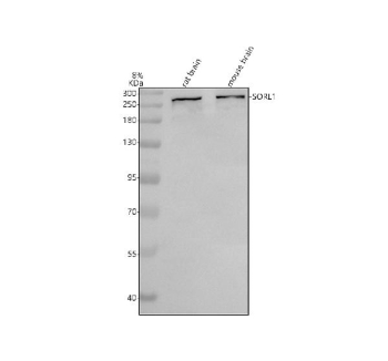 SORL1 Antibody Rat and Mouse Brain WB. Western blot analysis of SORL1 expression was performed using anti-SORL1 antibody. Lane 1: rat brain tissue lysate. Lane 2: mouse brain tissue lysate. SORL1 (Sortilin-Related Receptor 1) is a VPS10-domain sorting receptor that regulates intracellular protein trafficking, endosomal sorting, and receptor recycling, particularly within neurons where it controls amyloid precursor protein (APP) trafficking. A specific immunoreactive band is detected at approximately 250 kDa, consistent with the predicted molecular weight of SORL1 (~248 kDa). These results demonstrate cross-species reactivity and support the utility of SORL1 Antibody for studies of neuronal protein trafficking, endosomal biology, neurodegeneration, and Alzheimer's disease research.