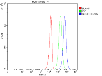 SORL1 Antibody Human U251 Flow Cytometry. Flow cytometric analysis of human U251 cells using SORL1 antibody demonstrated a clear rightward shift in fluorescence intensity (blue) compared with the isotype control (green) and unstained cells (red), indicating specific detection of SORL1 expression. SORL1 (Sortilin-Related Receptor 1) is a VPS10-domain sorting receptor that regulates intracellular protein trafficking, endosomal sorting, and receptor recycling. U251 cells were fixed with 4% paraformaldehyde, blocked with normal goat serum, and incubated with SORL1 antibody at 1 ug/million cells, followed by DyLight 488-conjugated secondary antibody detection. These results support the utility of SORL1 Antibody for flow cytometric studies of intracellular trafficking, receptor sorting, and neurobiology.