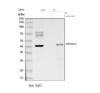 Immunoprecipitating (IP) PSMD13 in HepG2 whole cell lysate. Western blot analysis of PSMD13 using anti-PSMD13 antibody; Lane 1: HepG2 whole cell lysates (30ug); Lane 2: Rabbit control IgG instead of anti-PSMD13 antibody in HepG2 whole cell lysate; Lane 3: anti-PSMD13 antibody (2ug) + HepG2 whole cell lysate (500ug). After electrophoresis, proteins were transferred to a membrane. Then the membrane was incubated with rabbit anti-PSMD13 antibody at a dilution of 0.5 ug/ml and probed with a goat anti-rabbit IgG-HRP secondary antibody. The signal is developed using ECL Plus Western Blotting Substrate. A specific band was detected for PSMD13 at approximately 43 kDa. The expected band size for PSMD13 is at 43 kDa.