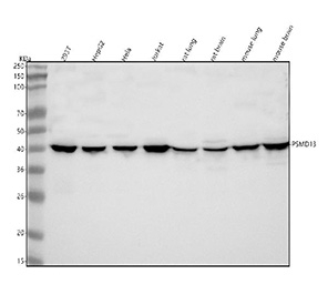Western blot analysis of PSMD13 using anti-PSMD13 antibody. Lane 1: human 293T whole cell lysates, Lane 2: human HepG2 whole cell lysates, Lane 3: human Hela whole cell lysates, Lane 4: human Jurkat whole cell lysates, Lane 5: rat lung tissue lysates, Lane 6: rat brain tissue lysates, Lane 7: mouse lung tissue lysates, Lane 8: mouse brain tissue lysates. After electrophoresis, proteins were transferred to a nitrocellulose membrane at 150 mA for 50-90 minutes. Blocked the membrane with 5% non-fat milk/TBS for 1.5 hour at RT. The membrane was incubated with rabbit anti-PSMD13 antibody at 0.5 ug/ml overnight at 4oC, then washed with TBS-0.1%Tween 3 times with 5 minutes each and probed with a goat anti-rabbit IgG-HRP secondary antibody at a dilution of 1:5000 for 1.5 hour at RT. The signal was developed using enhanced chemiluminescent. A specific band was detected for PSMD13 at approximately 43 kDa. The expected band size for PSMD13 is at 43 kDa.