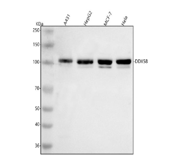 Western blot analysis of RIGI using anti-RIGI antibody. Lane 1: human whole cell lysates, Lane 2: human HepG2 whole cell lysates, Lane 3: human MCF-7 whole cell lysates, Lane 4: human Hela whole cell lysates. After electrophoresis, proteins were transferred to a nitrocellulose membrane at 150 mA for 50-90 minutes. Blocked the membrane with 5% non-fat milk/TBS for 1.5 hour at RT. The membrane was incubated with rabbit anti-RIGI antibody at 0.5 ug/ml overnight at 4oC, then washed with TBS-0.1%Tween 3 times with 5 minutes each and probed with a goat anti-rabbit IgG-HRP secondary antibody at a dilution of 1:5000 for 1.5 hour at RT. The signal was developed using enhanced chemiluminescent. The expected band size for RIGI is at 107 kDa.