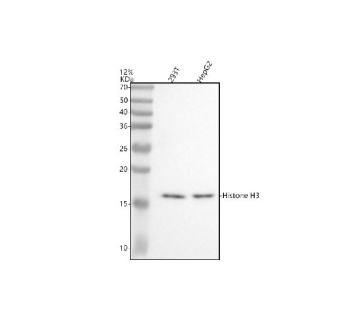 Western blot analysis of Histone H3 using anti-Histone H3 (acetyl K9) antibody. Electrophoresis was performed on a 12% SDS-PAGE gel at 80V (Stacking gel) / 120V (Resolving gel) for 2 hours. Lane 1: human 293T whole cell lysates, Lane 2: human HepG2 whole cell lysates. After electrophoresis, proteins were transferred to a nitrocellulose membrane at 150 mA for 50-90 minutes. Blocked the membrane with 5% non-fat milk/TBS for 1.5 hour at RT. The membrane was incubated with rabbit anti-Histone H3 (acetyl K9) antibody at a dilution of 1:500 overnight at 4oC, then washed with TBS-0.1%Tween 3 times with 5 minutes each and probed with a goat anti-rabbit IgG-HRP secondary antibody at a dilution of 1:5000 for 1.5 hour at RT. The signal was developed using an ECL Plus Western Blotting Substrate. The expected band size for Histone H3 (acetyl K9) is at 15 kDa.
