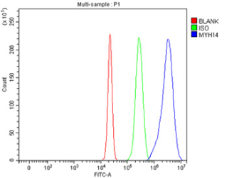 Flow Cytometry analysis of HepG2 cells using anti-MYH14 antibody. Overlay histogram showing HepG2 cells stained with (Blue line). To facilitate intracellular staining, cells were fixed with 4% paraformaldehyde and permeabilized with permeabilization buffer. The cells were blocked with 10% normal goat serum. And then incubated with rabbit anti-MYH14 antibody (1 ug/million cells) for 30 min at 20oC. DyLight 488 conjugated goat anti-rabbit IgG (5-10 ug/million cells) was used as secondary antibody for 30 minutes at 20oC. Isotype control antibody (Green line) was rabbit IgG (1 ug/million cells) used under the same conditions. Unlabelled sample (Red line) was also used as a control.