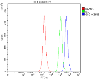 Flow Cytometry analysis of SH-SY5Y cells using anti-GK2 antibody. Overlay histogram showing SH-SY5Y cells stained with (Blue line). To facilitate intracellular staining, cells were fixed with 4% paraformaldehyde and permeabilized with permeabilization buffer. The cells were blocked with 10% normal goat serum. And then incubated with rabbit anti-GK2 antibody (1 ug/million cells) for 30 min at 20oC. DyLight 488 conjugated goat anti-rabbit IgG (5-10 ug/million cells) was used as secondary antibody for 30 minutes at 20oC. Isotype control antibody (Green line) was rabbit IgG (1 ug/million cells) used under the same conditions. Unlabelled sample without incubation with primary antibody and secondary antibody (Red line) was used as a blank control.