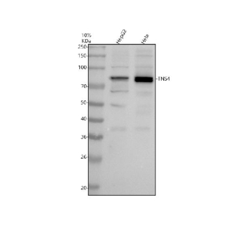 Western blot analysis of TNS4 using anti-TNS4 antibody. Electrophoresis was performed on a 10% SDS-PAGE gel at 80V (Stacking gel) / 120V (Resolving gel) for 2 hours. Lane 1: human HepG2 whole cell lysates, Lane 2: human Hela whole cell lysates. After electrophoresis, proteins were transferred to a nitrocellulose membrane at 150 mA for 50-90 minutes. Blocked the membrane with 5% non-fat milk/TBS for 1.5 hour at RT. The membrane was incubated with rabbit anti-TNS4 antibody at 0.5 ug/ml overnight at 4oC, then washed with TBS-0.1%Tween 3 times with 5 minutes each and probed with a goat anti-rabbit IgG-HRP secondary antibody at a dilution of 1:5000 for 1.5 hour at RT. The signal was developed using an ECL Plus Western Blotting Substrate. A specific band was detected for TNS4 at approximately 77 kDa. The expected band size for TNS4 is at 77 kDa.