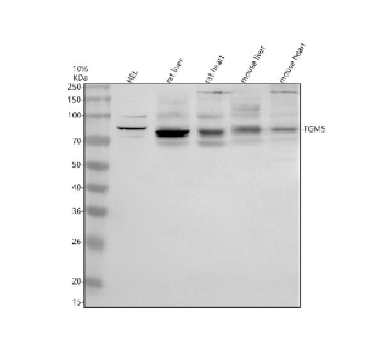 Western blot analysis of TGM5 using anti-TGM5 antibody. Electrophoresis was performed on a 10% SDS-PAGE gel at 80V (Stacking gel) / 120V (Resolving gel) for 2 hours. Lane 1: human HEL whole cell lysates, Lane 2: rat liver tissue lysates, Lane 3: rat heart tissue lysates, Lane 4: mouse liver tissue lysates, Lane 5: mouse heart tissue lysates. After electrophoresis, proteins were transferred to a nitrocellulose membrane at 150 mA for 50-90 minutes. Blocked the membrane with 5% non-fat milk/TBS for 1.5 hour at RT. The membrane was incubated with rabbit anti-TGM5 antibody at 0.5 ug/ml overnight at 4oC, then washed with TBS-0.1%Tween 3 times with 5 minutes each and probed with a goat anti-rabbit IgG-HRP secondary antibody at a dilution of 1:5000 for 1.5 hour at RT. The signal was developed using an ECL Plus Western Blotting Substrate. A specific band was detected for TGM5 at approximately 81 kDa. The expected band size for TGM5 is at 81 kDa.