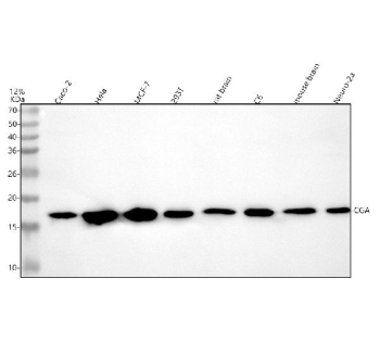 CGA Antibody Rabbit Polyclonal WB. Western blot analysis of Choriogonadotropin alpha/CGA using anti-CGA antibody rabbit polyclonal. Lane 1: human Caco-2 whole cell lysates, Lane 2: human Hela whole cell lysates, Lane 3: human MCF-7 whole cell lysates, Lane 4: human 293T whole cell lysates, Lane 5: rat brain tissue lysates, Lane 6: rat C6 whole cell lysates, Lane 7: mouse brain tissue lysates, Lane 8: mouse Neuro-2a whole cell lysates. After electrophoresis, proteins were transferred to a nitrocellulose membrane at 150 mA for 50-90 minutes. Blocked the membrane with 5% non-fat milk/TBS for 1.5 hour at RT. The membrane was incubated with rabbit anti-CGA antibody at 0.5 ug/ml overnight at 4oC, then washed with TBS-0.1%Tween 3 times with 5 minutes each and probed with a goat anti-rabbit IgG-HRP secondary antibody at a dilution of 1:5000 for 1.5 hour at RT. The signal was developed using enhanced chemiluminescent. The expected band size for CGA is at 13 kDa but may be observed at higher molecular weights due to glycosylation.