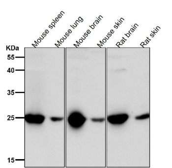 All lanes use the GRB2 antibody at 1:1K dilution for 1 hour at room temperature.