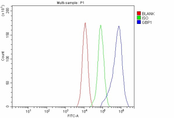 GBP1 Antibody MCF-7 FACS. Flow cytometry analysis of MCF-7 cells stained with GBP1 antibody demonstrates a clear rightward shift of the positive cell population relative to the isotype control, consistent with detection of Guanylate binding protein 1 / GBP1 expression in epithelial-derived tumor cells. Blue=GBP1 antibody, Green=isotype control, Red=blank control. Cells were fixed with 4% paraformaldehyde, blocked with normal goat serum, and detected using DyLight 488-conjugated goat anti-rabbit secondary antibody.