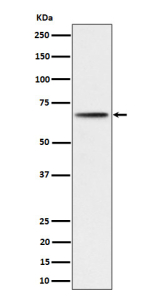 Western blot analysis of Phospho- S6 Kinase beta (S371) expression in 293 cell lysate using Phospho-p70 S6 Kinase beta (pSer371) antibody.