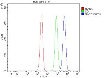 Flow Cytometry analysis of Jurkat cells using anti-SNX27 antibody. Overlay histogram showing Jurkat cells stained with (Blue line). To facilitate intracellular staining, cells were fixed with 4% paraformaldehyde and permeabilized with permeabilization buffer. The cells were blocked with 10% normal goat serum. And then incubated with rabbit anti-SNX27 antibody (1 ug/million cells) for 30 min at 20oC. DyLight 488 conjugated goat anti-rabbit IgG (5-10 ug/million cells) was used as secondary antibody for 30 minutes at 20oC. Isotype control antibody (Green line) was rabbit IgG (1 ug/million cells) used under the same conditions. Unlabelled sample without incubation with primary antibody and secondary antibody (Red line) was used as a blank control.