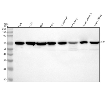 Western blot analysis of PLS3 using anti-PLS3 antibody. Lane 1: human Hela whole cell lysates, Lane 2: human whole cell lysates, Lane 3: human Siha whole cell lysates, Lane 4: human PC-3 whole cell lysates, Lane 5: rat stomach tissue lysates, Lane 6: rat kidney tissue lysates, Lane 7: mouse stomach tissue lysates, Lane 8: mouse kidney tissue lysates. After electrophoresis, proteins were transferred to a nitrocellulose membrane at 150 mA for 50-90 minutes. Blocked the membrane with 5% non-fat milk/TBS for 1.5 hour at RT. The membrane was incubated with rabbit anti-PLS3 antibody at 0.25 ug/ml overnight at 4oC, then washed with TBS-0.1%Tween 3 times with 5 minutes each and probed with a goat anti-rabbit IgG-HRP secondary antibody at a dilution of 1:5000 for 1.5 hour at RT. The signal was developed using enhanced chemiluminescent. A specific band was detected for PLS3 at approximately 71 kDa. The expected band size for PLS3 is at 71,69,66 kDa.