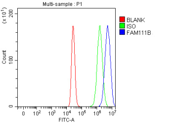 Flow Cytometry analysis of MCF-7 cells using anti-FAM111B antibody. Overlay histogram showing MCF-7 cells stained with (Blue line). To facilitate intracellular staining, cells were fixed with 4% paraformaldehyde and permeabilized with permeabilization buffer. The cells were blocked with 10% normal goat serum. And then incubated with rabbit anti-FAM111B antibody (1 ug/million cells) for 30 min at 20oC. DyLight 488 conjugated goat anti-rabbit IgG (5-10 ug/million cells) was used as secondary antibody for 30 minutes at 20oC. Isotype control antibody (Green line) was rabbit IgG (1 ug/million cells) used under the same conditions. Unlabelled sample (Red line) was also used as a control.