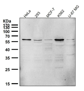 All lanes use the PTBP2 antibody at 1:1K dilution for 1 hour at room temperature.